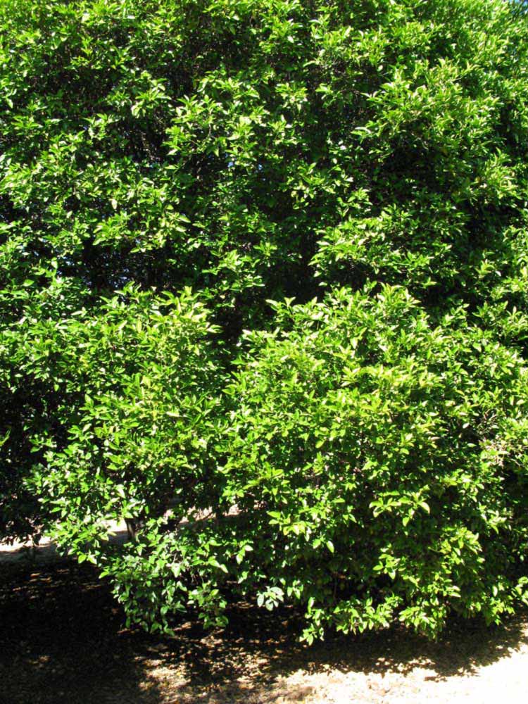            Habit (Riverside, CA)   